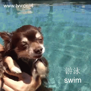 swim.gif