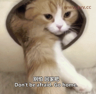 跑会家里躲起来.gif